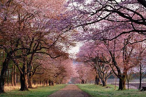 日本:一个梦幻樱花的国度