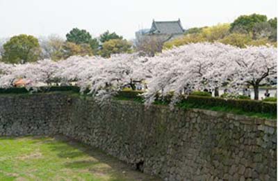 春花盛开大阪城