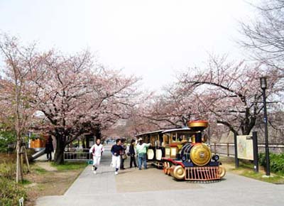 春花盛开大阪城