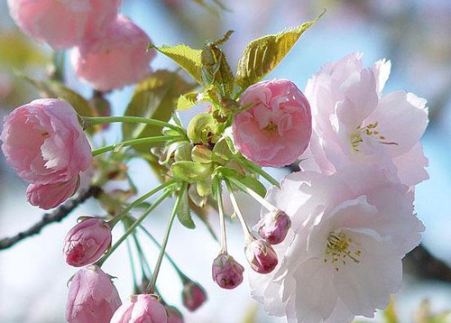 樱花在日本的历史文化
