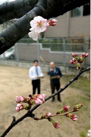 全日本最早樱花在福冈绽放