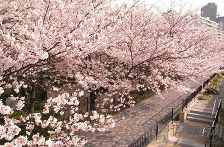 东京河川沿岸七大赏樱胜地