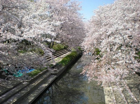 东京河川沿岸七大赏樱胜地
