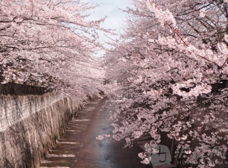 东京河川沿岸七大赏樱胜地