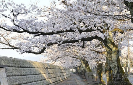 东京河川沿岸七大赏樱胜地
