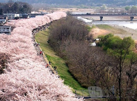东京河川沿岸七大赏樱胜地