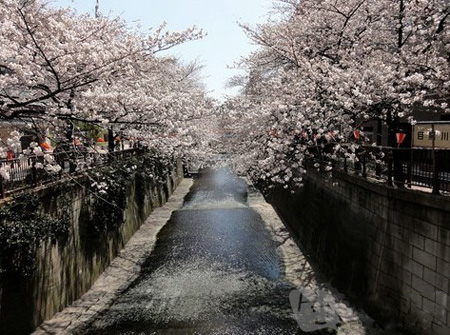东京河川沿岸七大赏樱胜地
