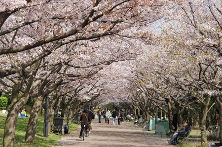 东京河川沿岸七大赏樱胜地