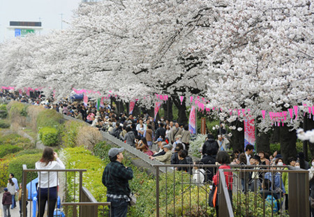 日本各地创下樱花早开纪录