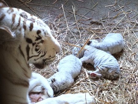 东武动物公园白虎顺利产下4只小白虎
