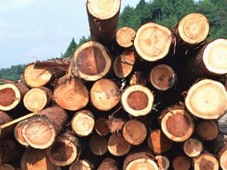 日本企业计划2015年开始木质生物质发电
