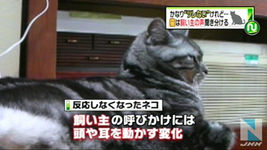 东京大学研究发现猫会识别主人声音遭狂喷
