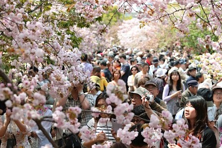 “穿行樱花路”赏樱活动在大阪拉开帷幕