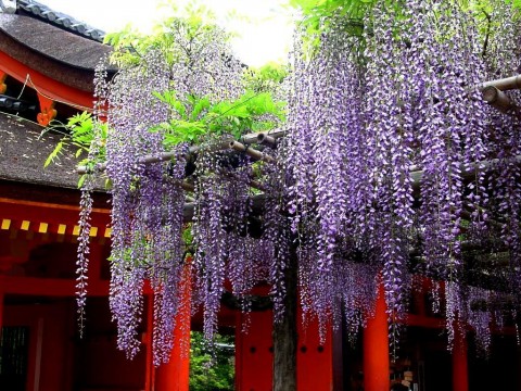 日本一棵有1200年树龄的九尺藤迎来最佳观赏期