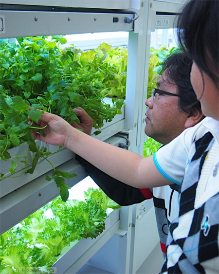 NTT西日本水培菜园正式开业 种出健康蔬菜
