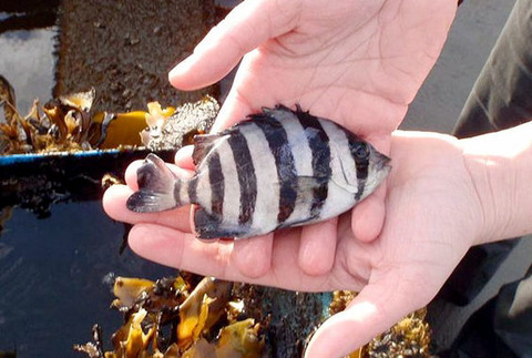 美国西海岸发现日本漂流船 5条石鲷鱼至今存活