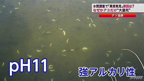 静冈县天龙川水质问题出现万条死鱼