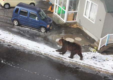 北海道居民区有熊出没警方呼吁提高警惕