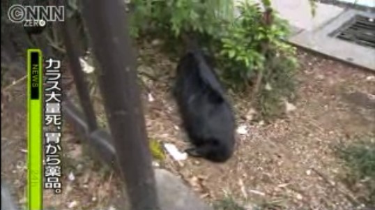 横滨市乌鸦大量死亡 胃中查出杀虫剂