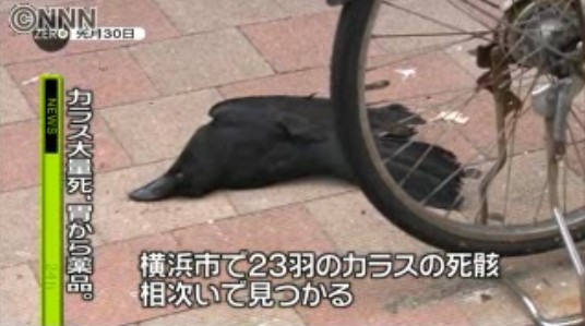 横滨市乌鸦大量死亡 胃中查出杀虫剂