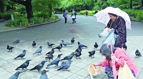 横滨市乌鸦大量死亡 胃中查出杀虫剂