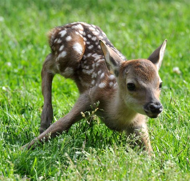 奈良公园迎来今年首只鹿宝宝的出生