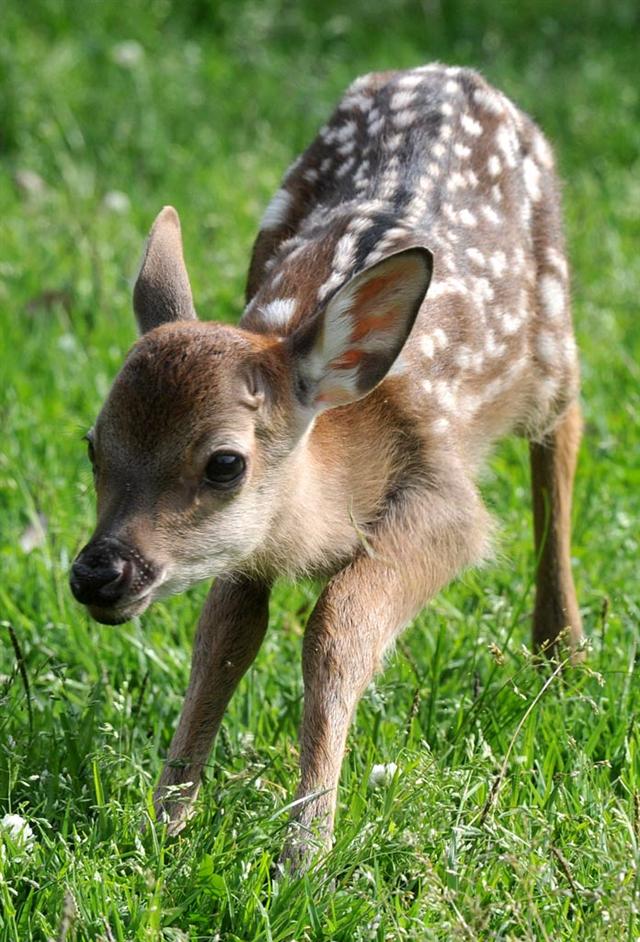 奈良公园迎来今年首只鹿宝宝的出生