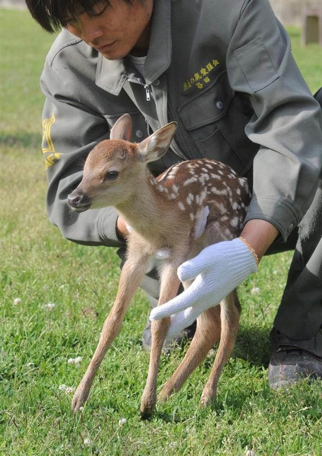 奈良公园迎来今年首只鹿宝宝的出生