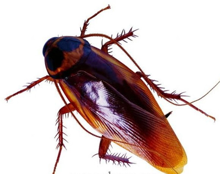 日本研究：蟑螂为何不吃蟑螂药了？