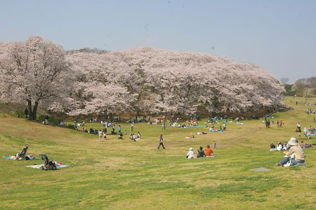 根岸森林公园