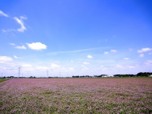 第2回坂东莲花祭