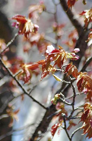 北海道樱花绽放 樱花前线纵贯日本列岛