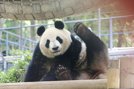 上野动物园熊猫真真再现怀孕迹象