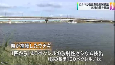 日本千叶县捕获的鳗鱼检测出放射性物质超标