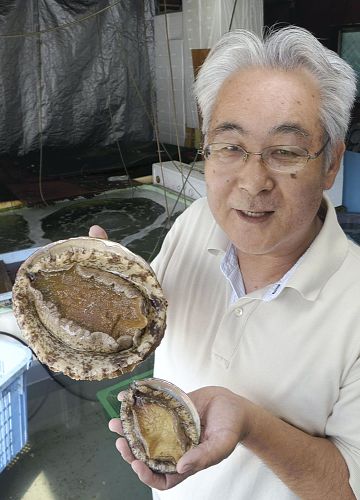 日本捕获一天然大鲍鱼 重达1.56公斤