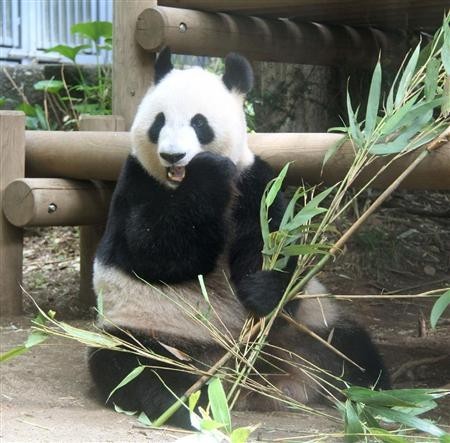 日本上野动物园熊猫真真可能“假怀孕”