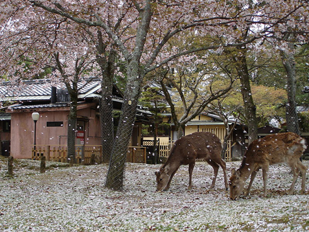 鹿之天堂——奈良公园