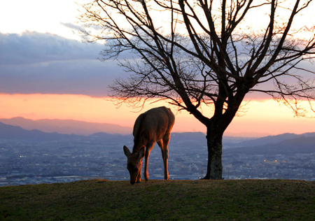 若草山