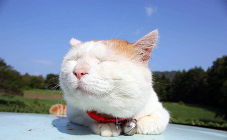 日本调查：养猫幸福还是养狗幸福？