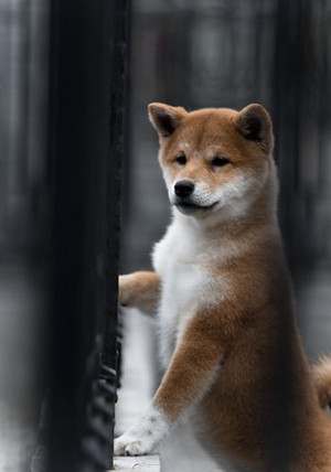 日本最新人气犬种排行