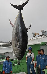 日一渔港捕获重达363公斤的黑色金枪鱼