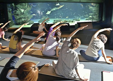 日本水族馆新创意：看着鲨鱼练瑜伽
