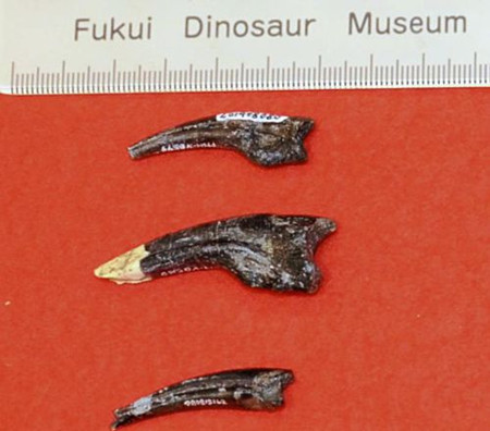 日本发现“跑得最快的恐龙”化石