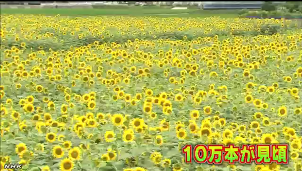 高知县10万株向日葵同时盛开