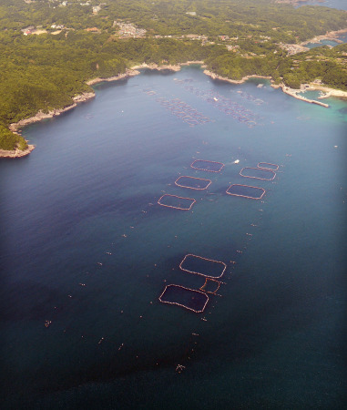 和歌山县日本最大金枪鱼养殖场即将竣工