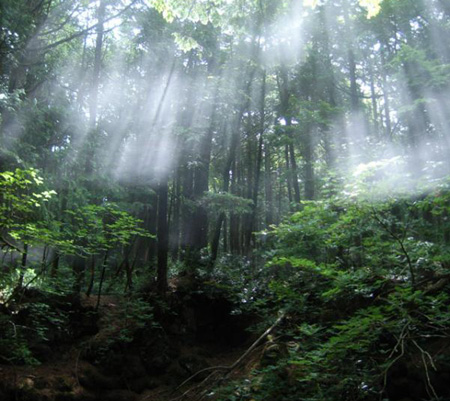 富士青木原自杀森林 每年陈尸百具阴森恐怖