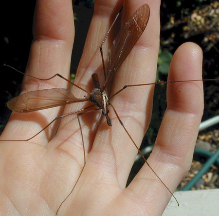 美国出现20倍体型巨大蚊子引网友热议