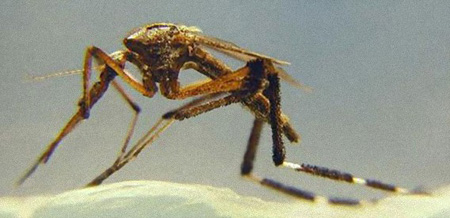 美国出现20倍体型巨大蚊子引网友热议