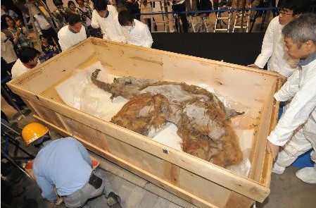西伯利亚冰冻猛犸象即将在横滨展出