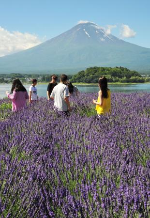 富士山麓河口湖畔7千株薰衣草盛开